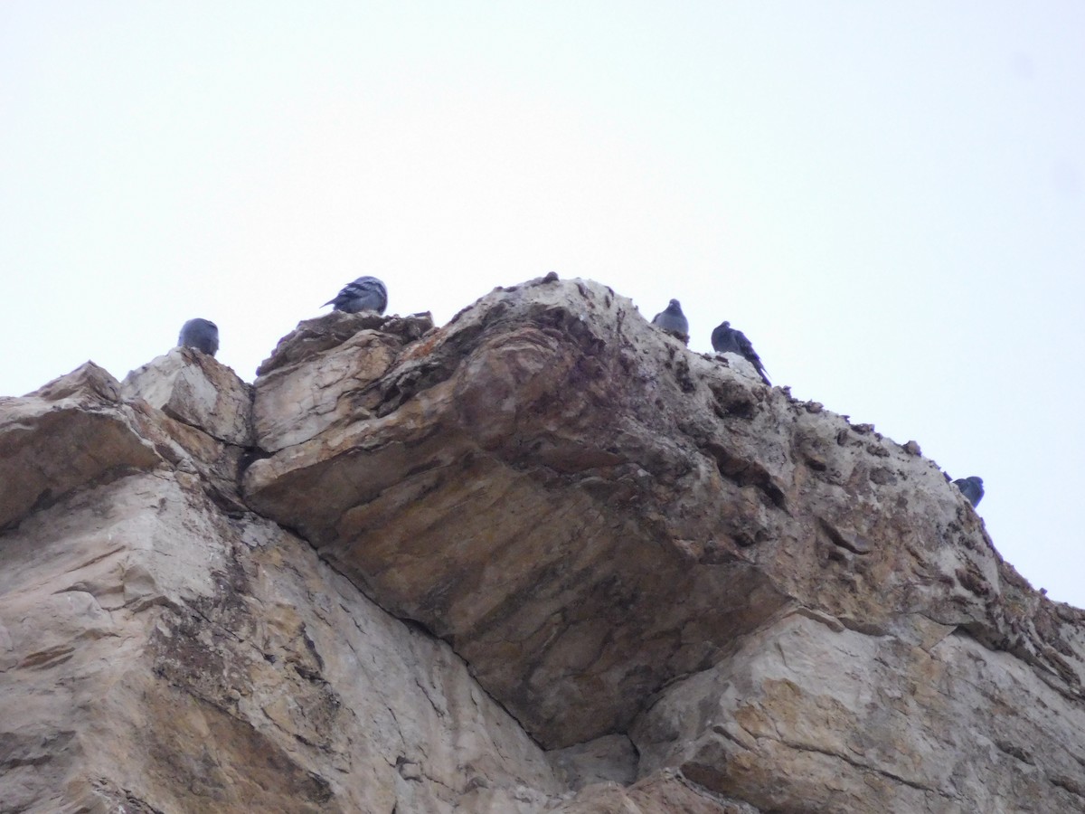 Rock Pigeon (Feral Pigeon) - ML614098507