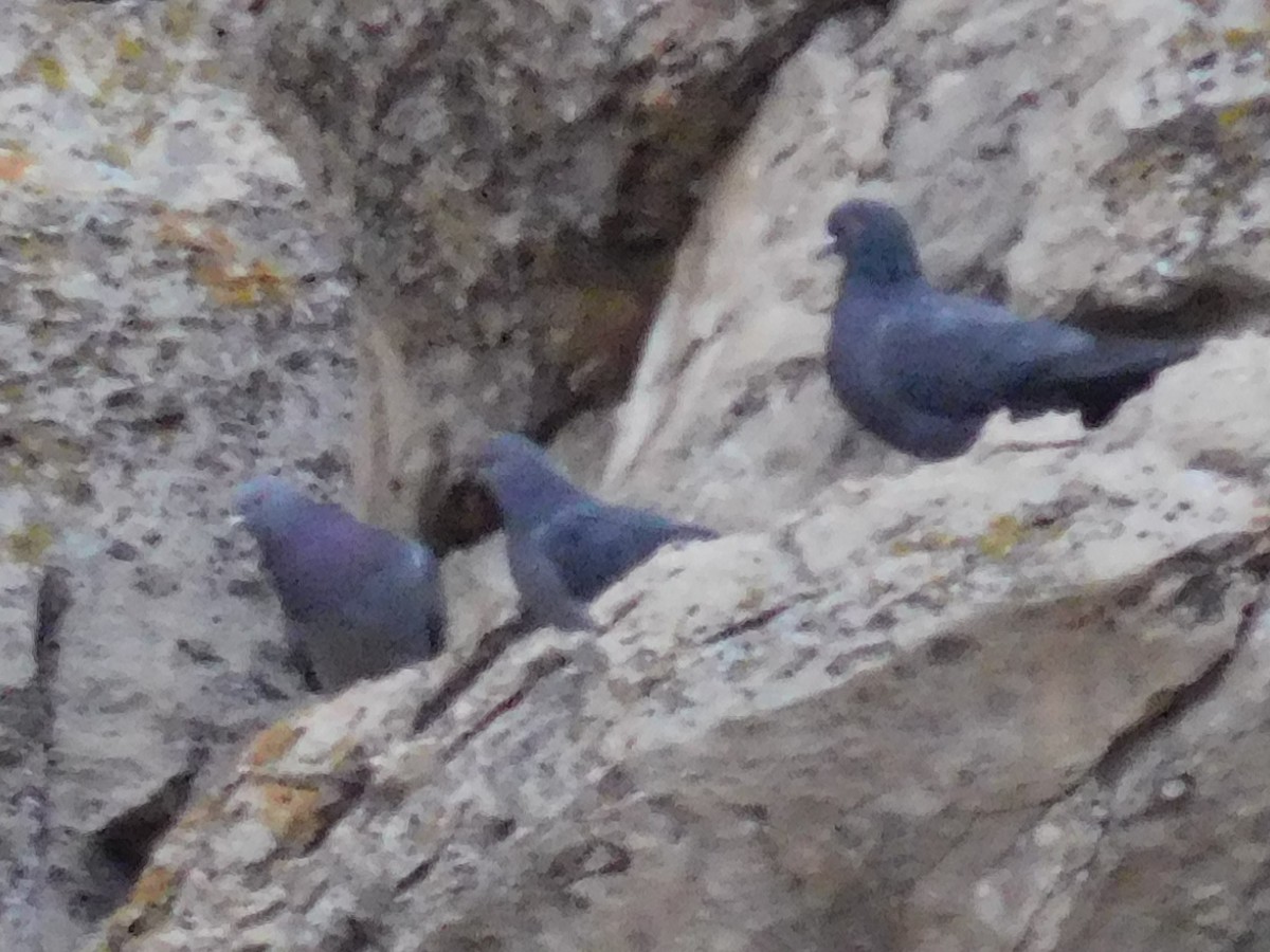 Rock Pigeon (Feral Pigeon) - ML614098509