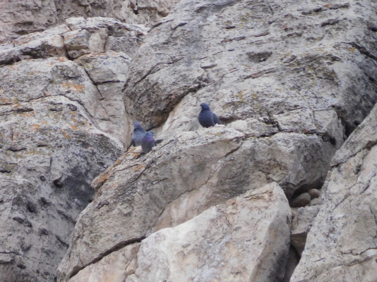Rock Pigeon (Feral Pigeon) - ML614098514
