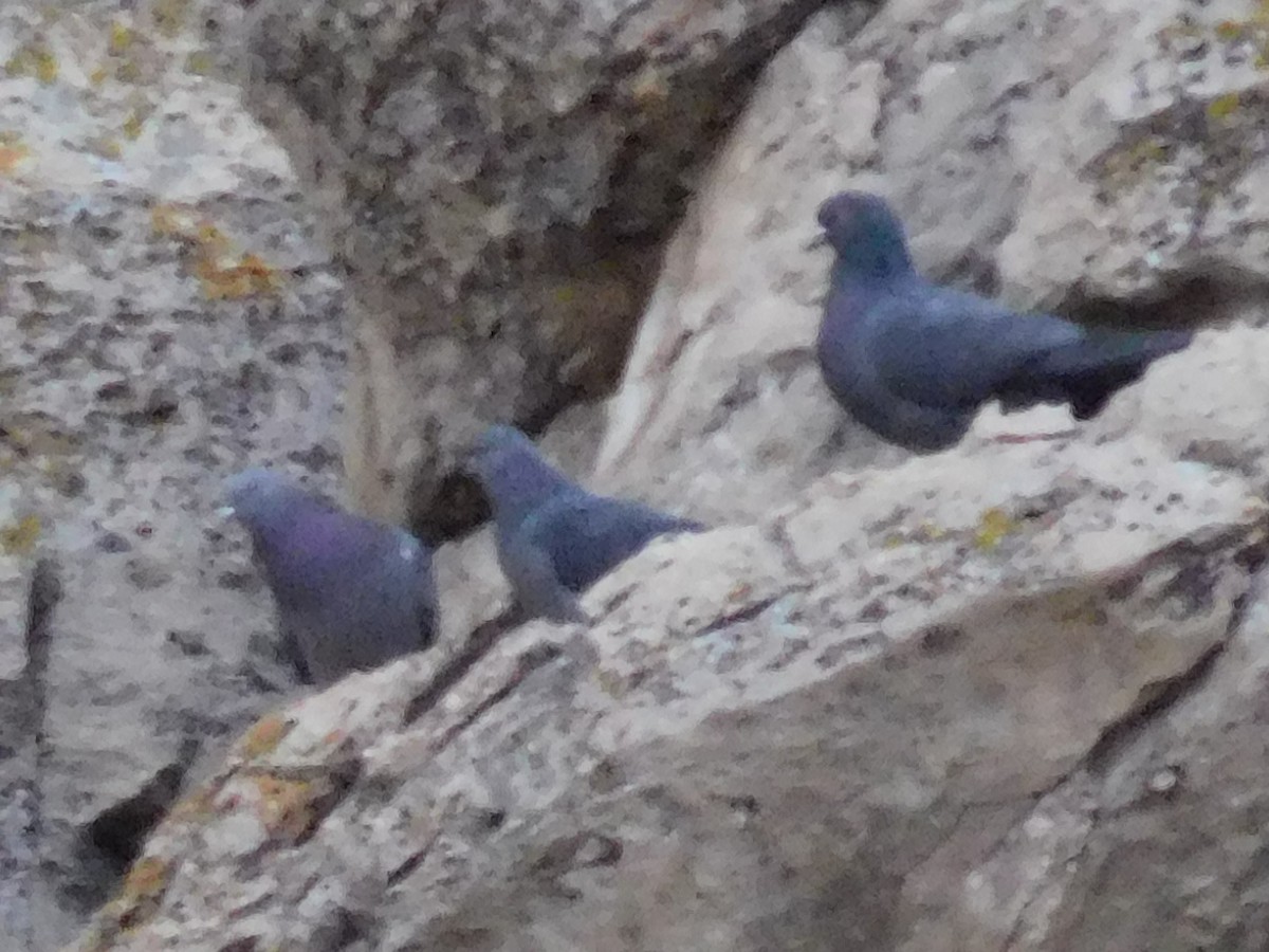 Rock Pigeon (Feral Pigeon) - ML614098515