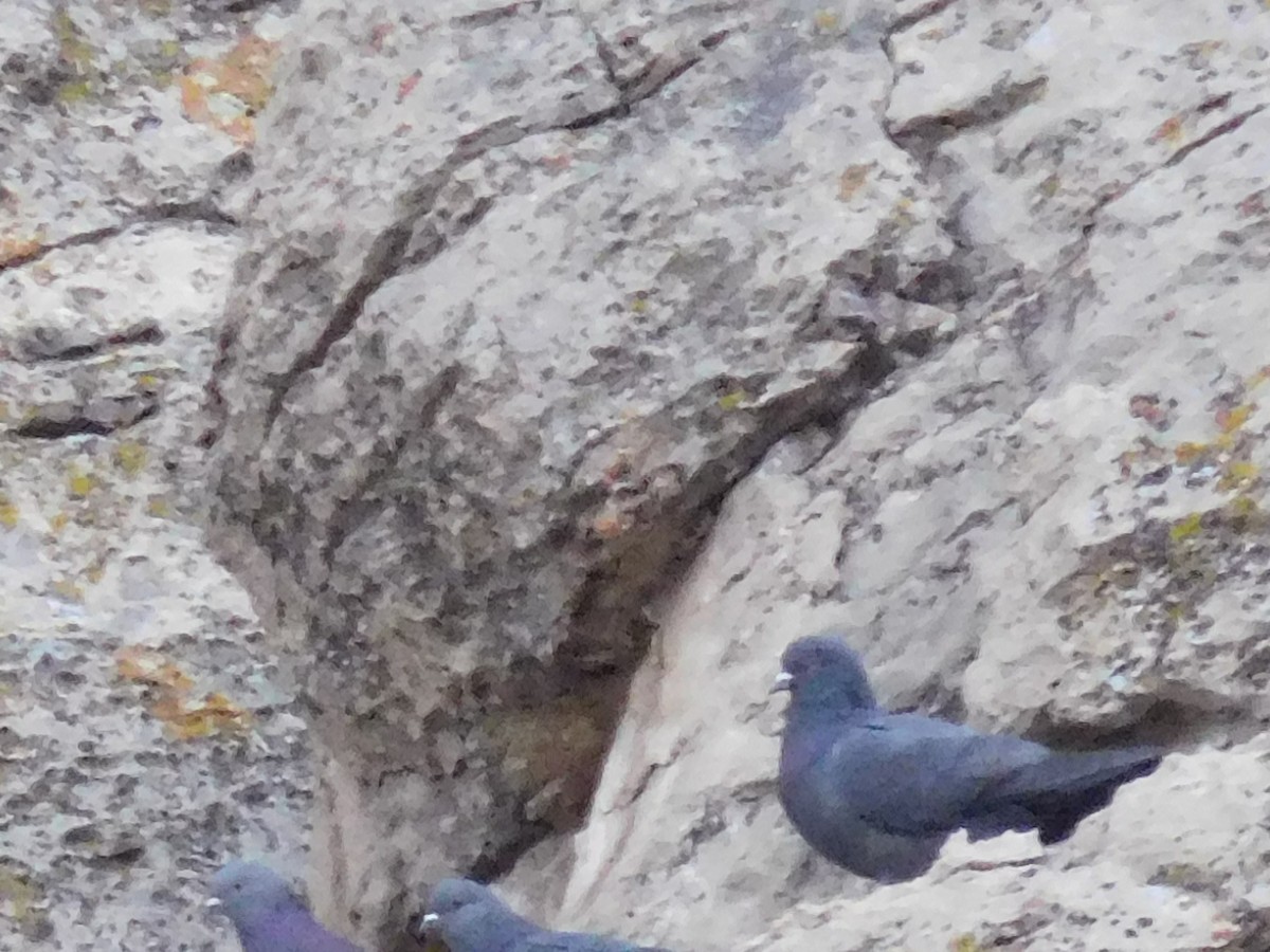 Rock Pigeon (Feral Pigeon) - ML614098517