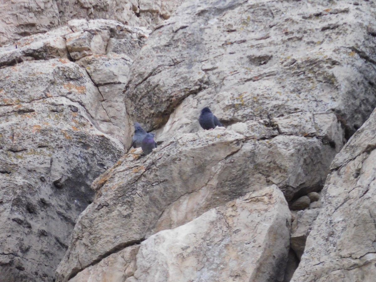 Rock Pigeon (Feral Pigeon) - ML614098519
