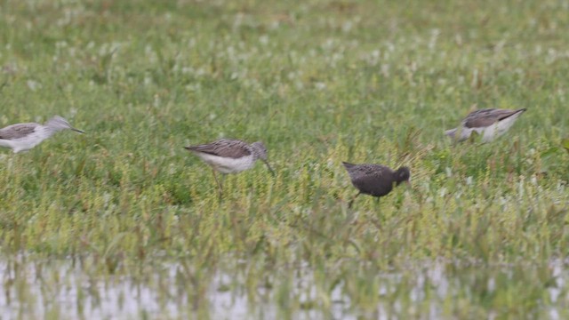 Spotted Redshank - ML614098543