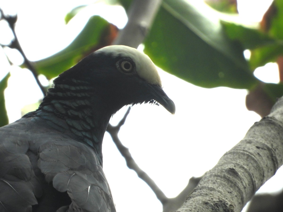White-crowned Pigeon - ML614098566