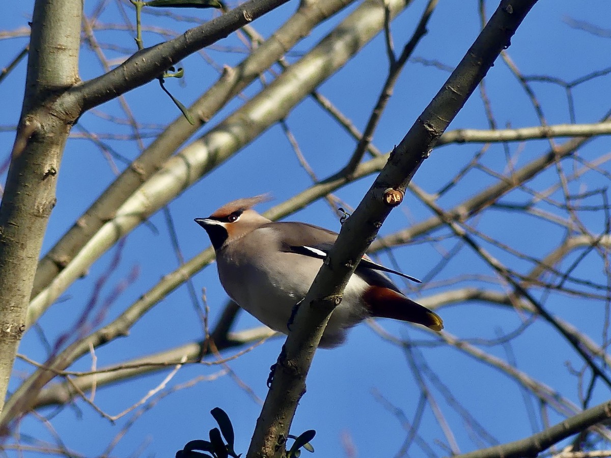 Bohemian Waxwing - ML614098569