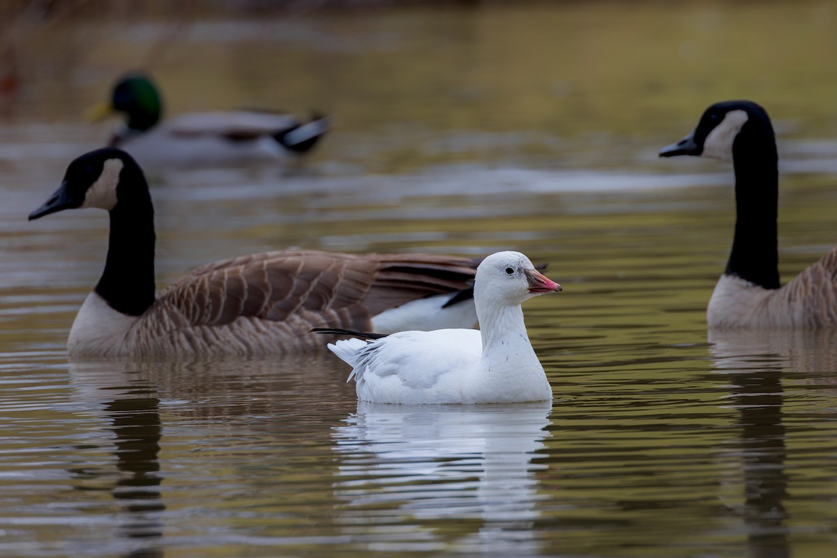 Ross's Goose - Steve Wilson