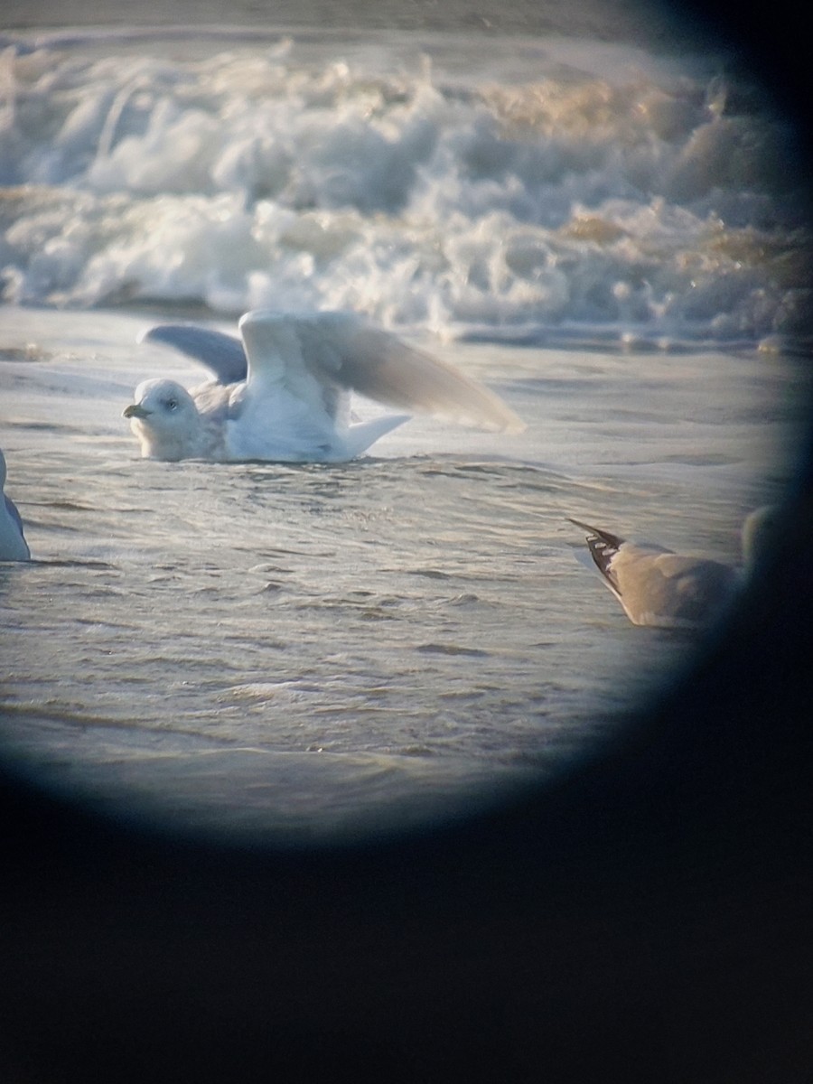 Gaviota Groenlandesa - ML614098607