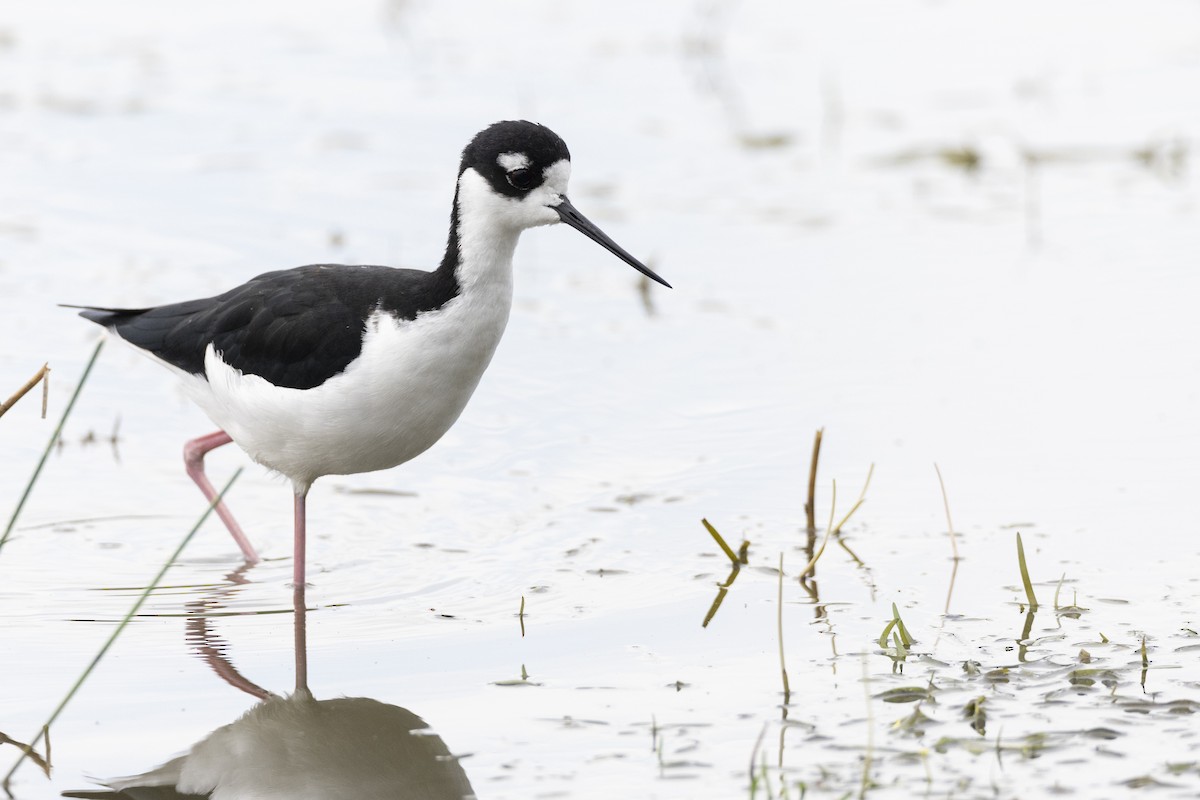 Black-necked Stilt (Black-necked) - Michael Stubblefield