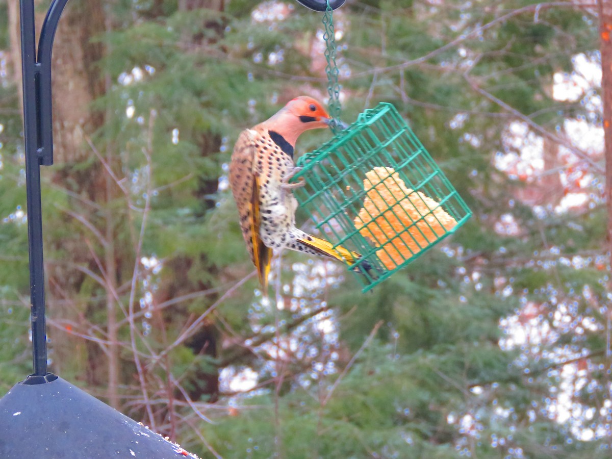 Northern Flicker (Yellow-shafted) - ML614098689