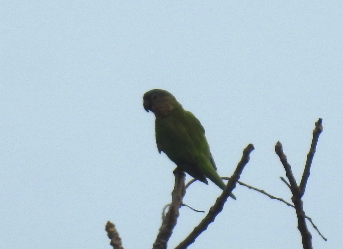 Brown-throated Parakeet - ML614098690