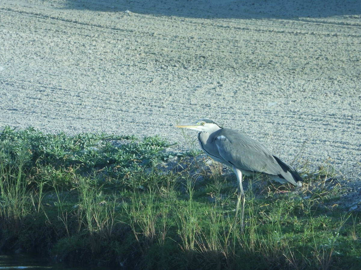 Gray Heron - ML614098729