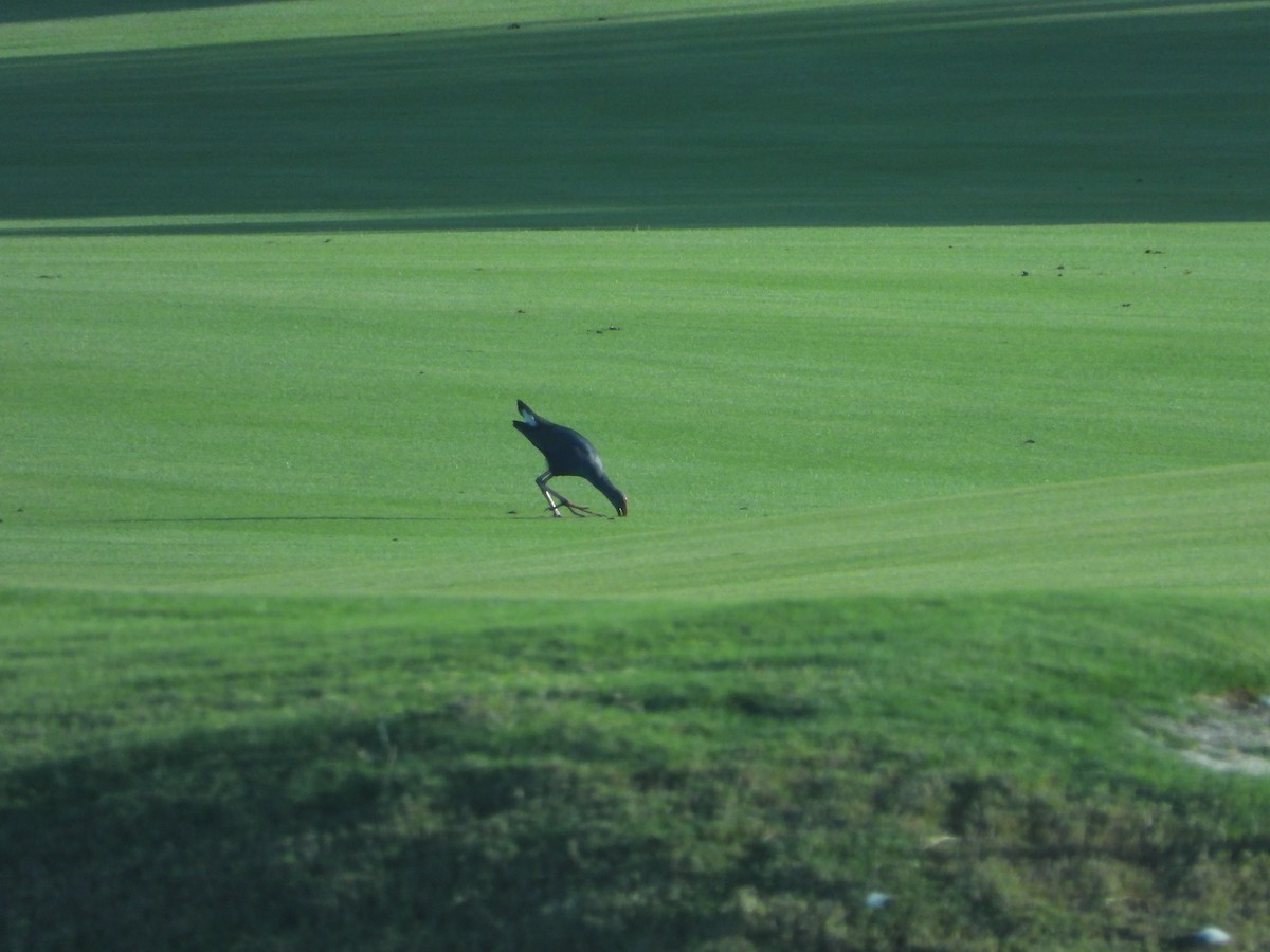 Gray-headed Swamphen - ML614098752