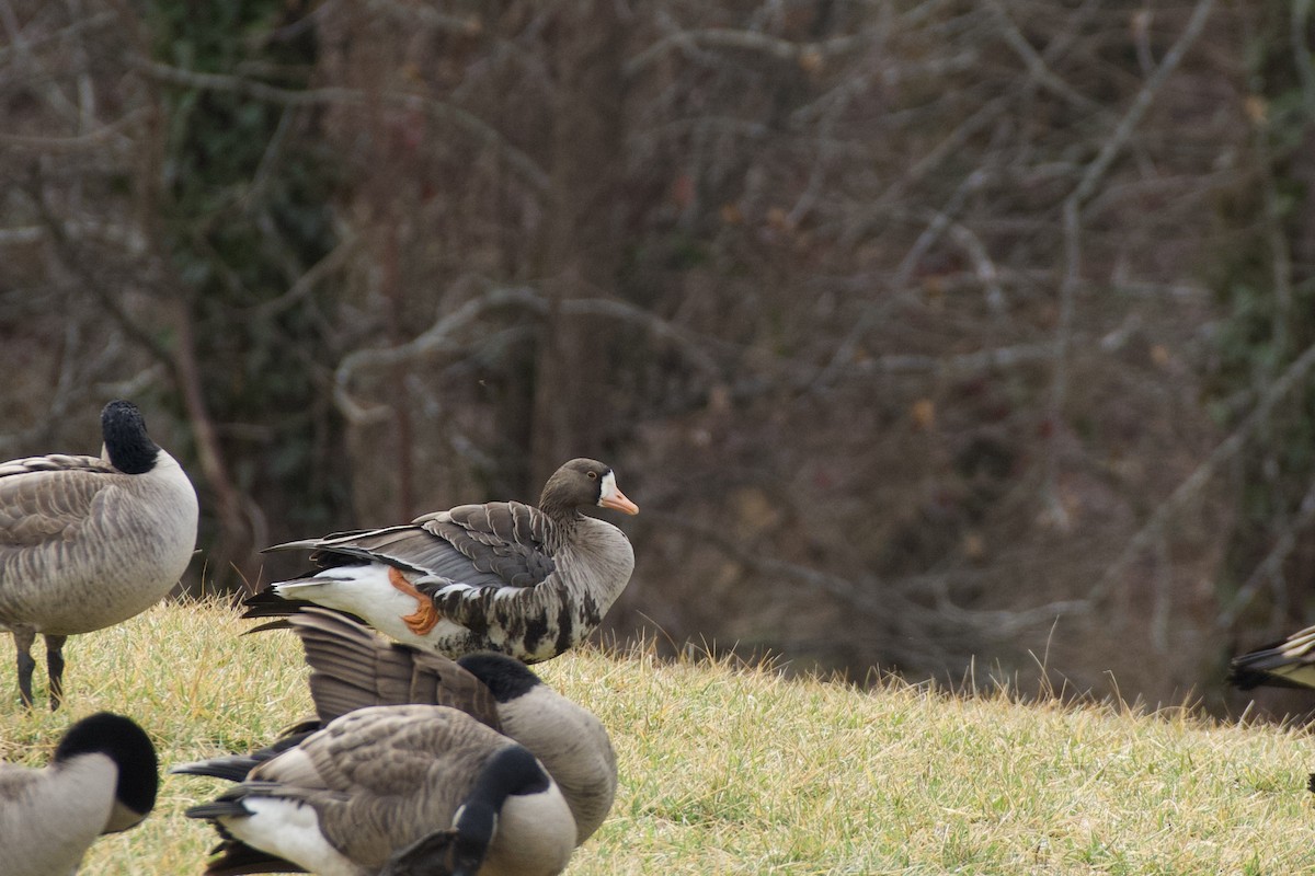 Greater White-fronted Goose - ML614098793