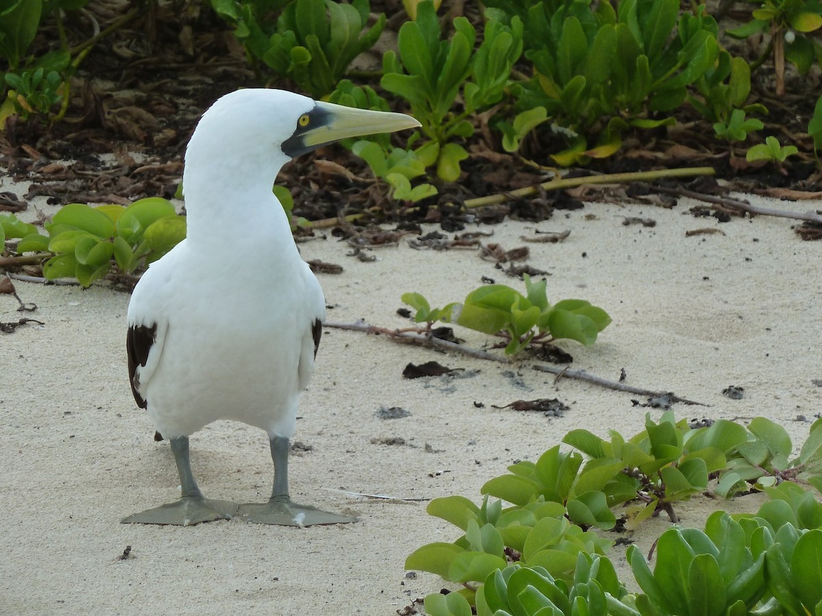 Masked Booby - ML614098798