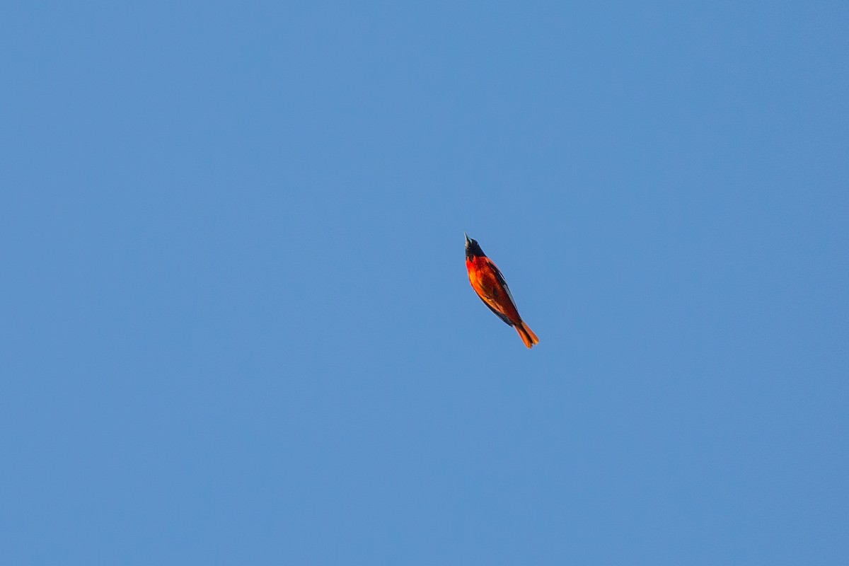 Oriole de Baltimore - ML614098833