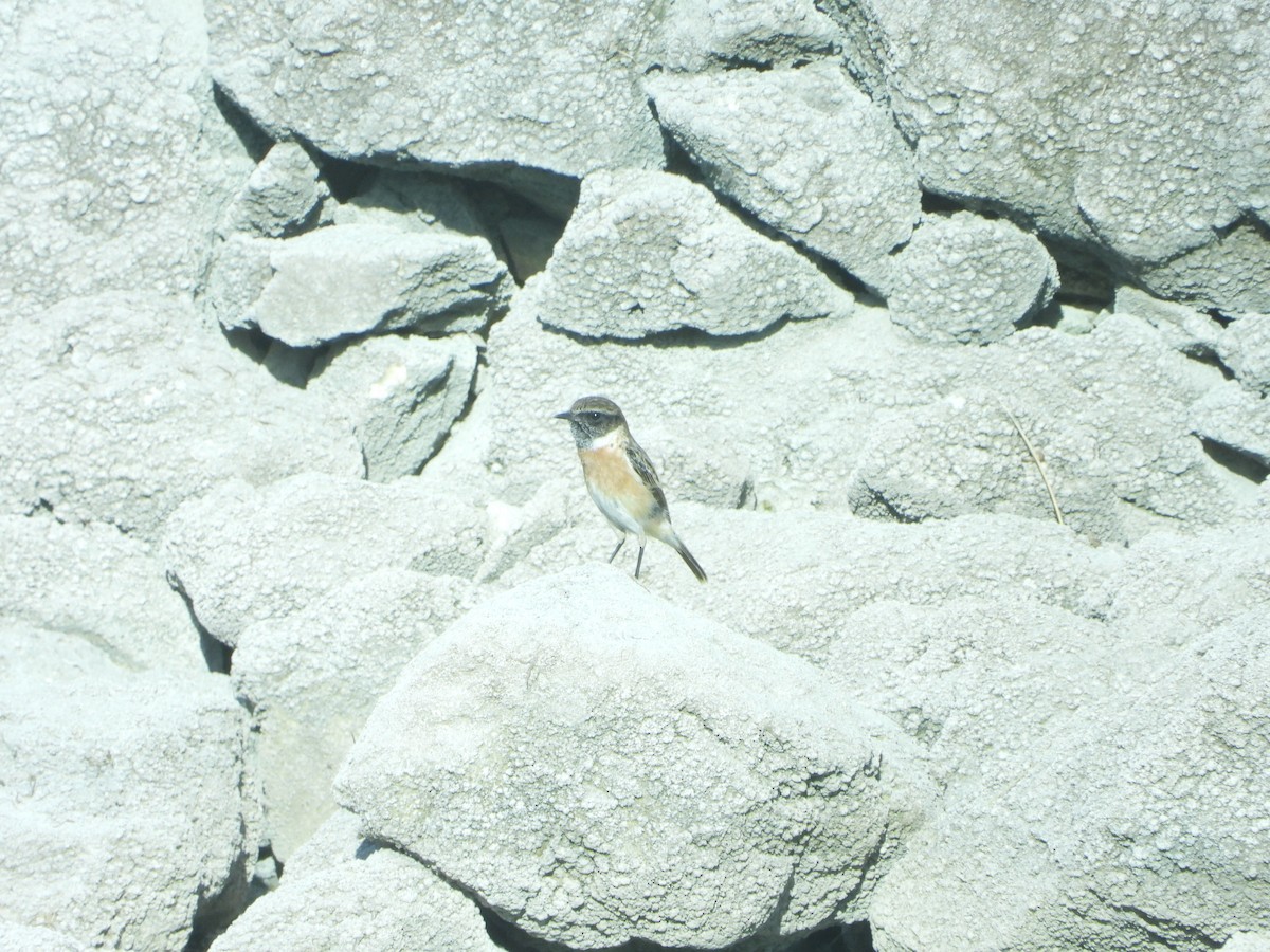 European Stonechat - ML614098837