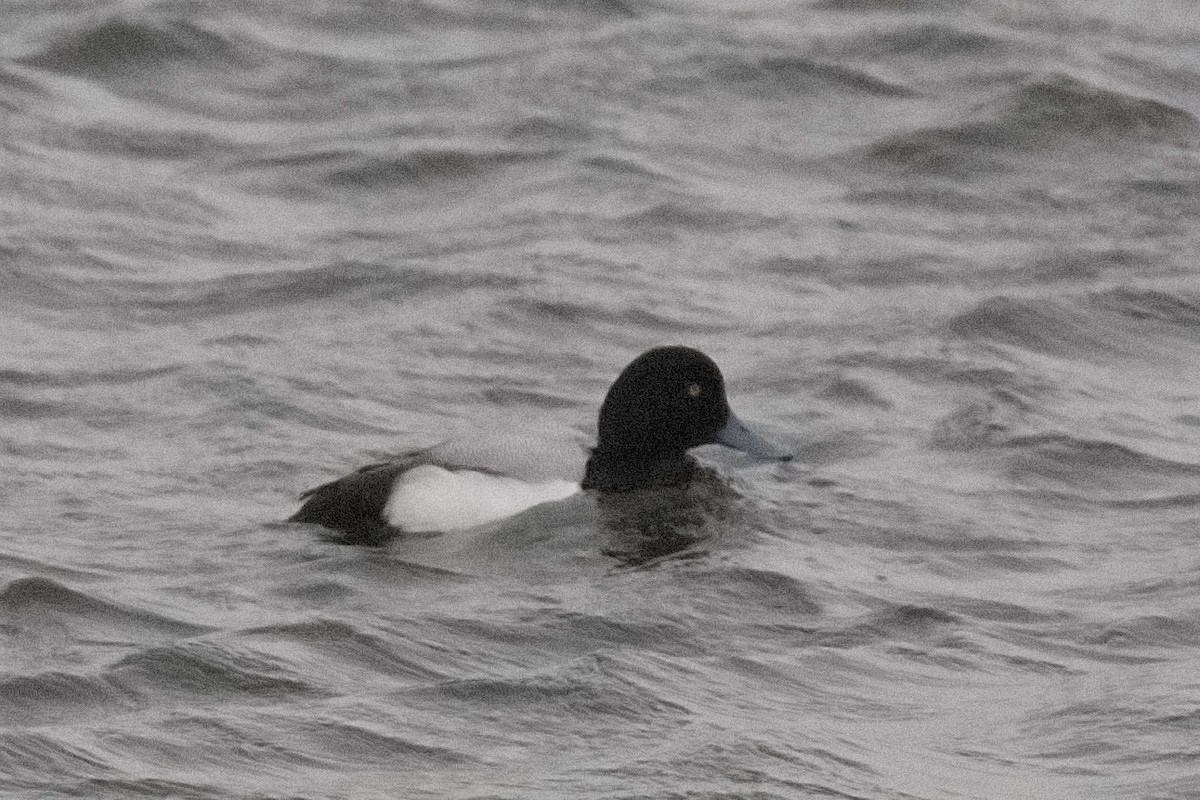Greater Scaup - ML614098868