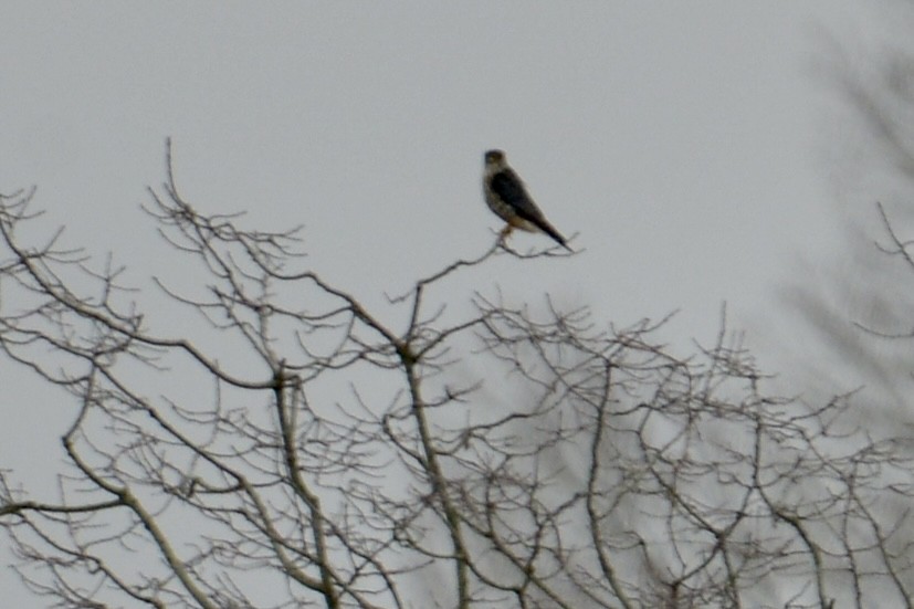 Faucon émerillon (columbarius) - ML614098870