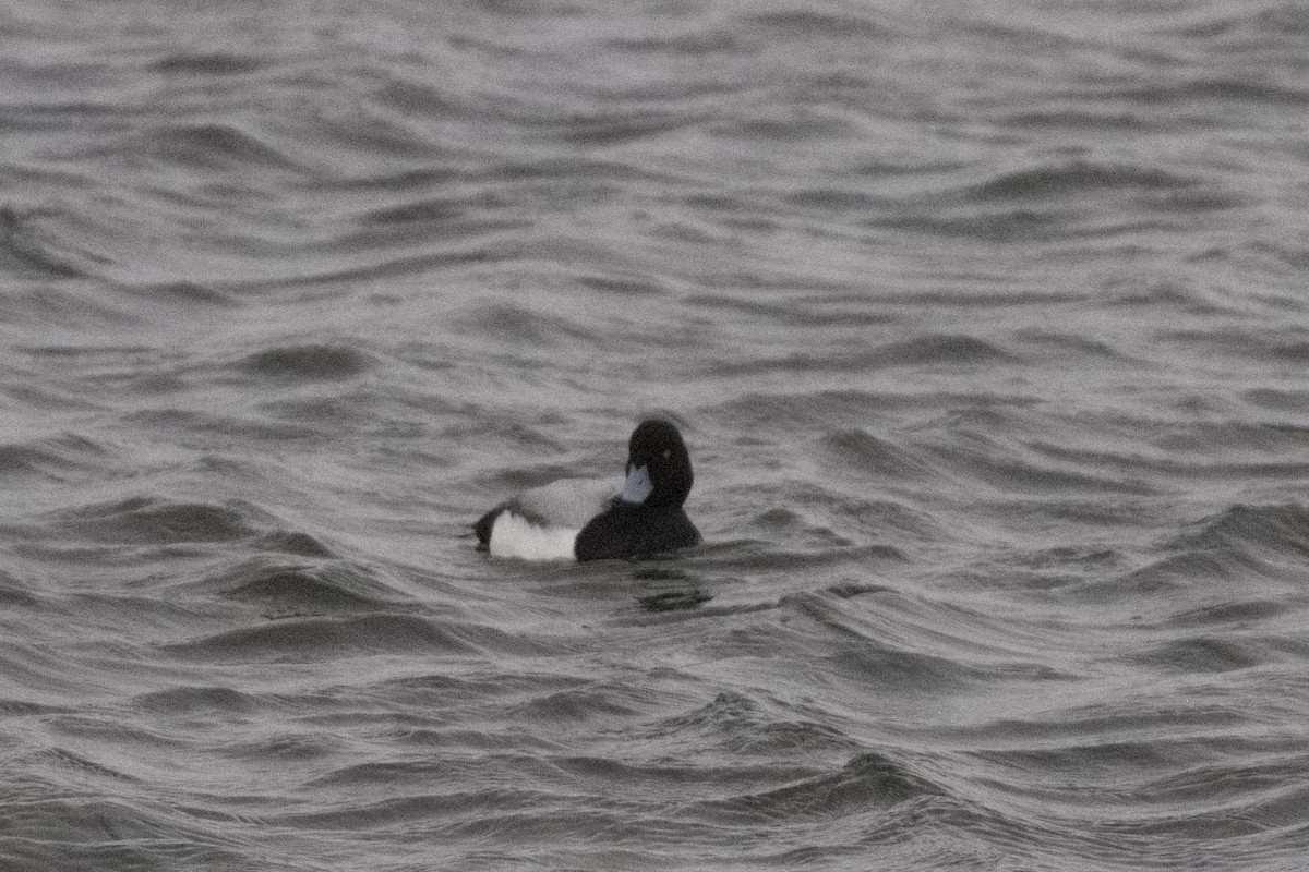 Greater Scaup - ML614098871