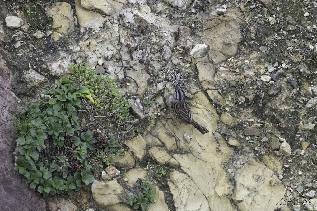 Rock Bunting - ML614098911