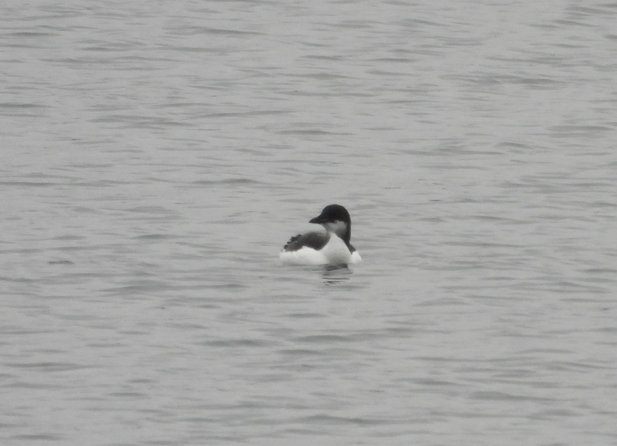 Thick-billed Murre - ML614098926