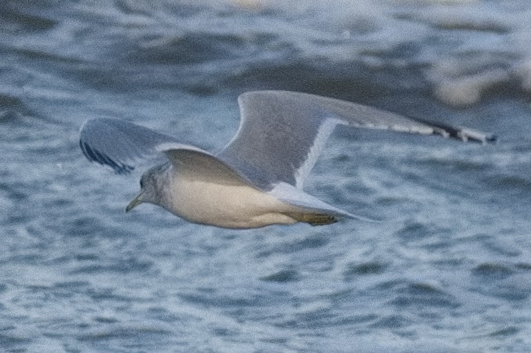 Gaviota Cana - ML614098939