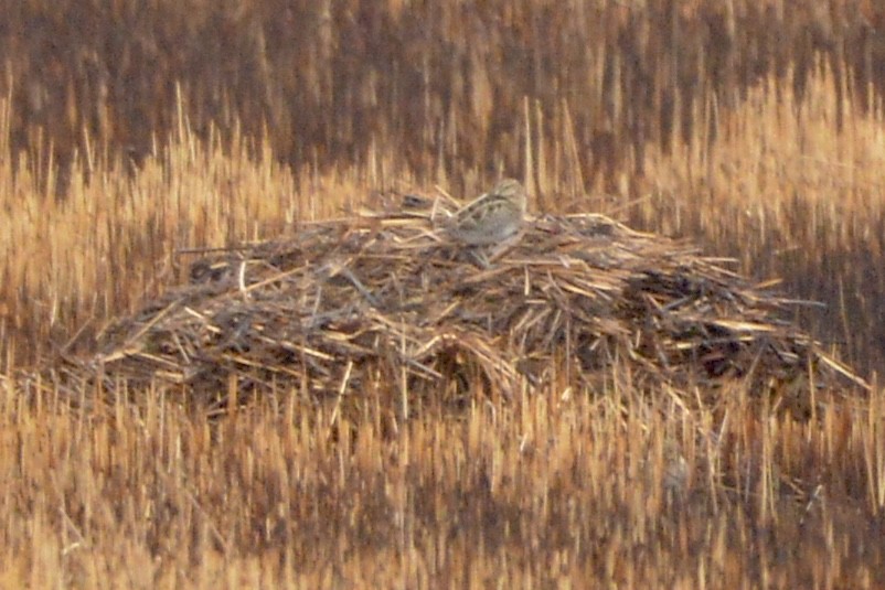 Wilson's Snipe - ML614098943