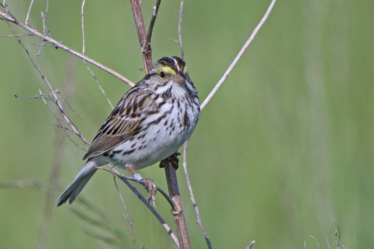 Savannah Sparrow - Corey Finger