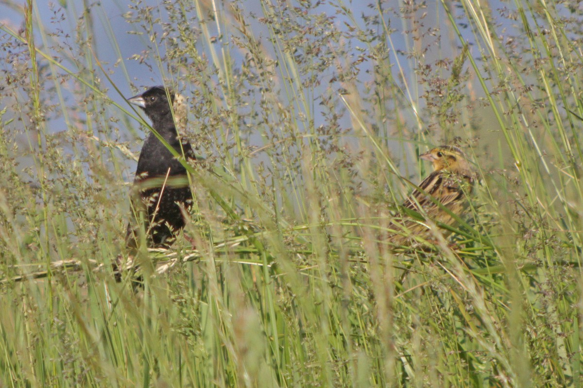 bobolink americký - ML614098956