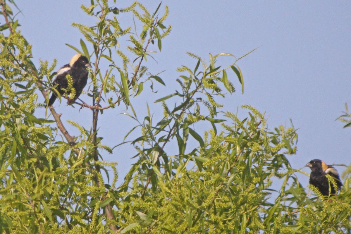 Bobolink - Corey Finger