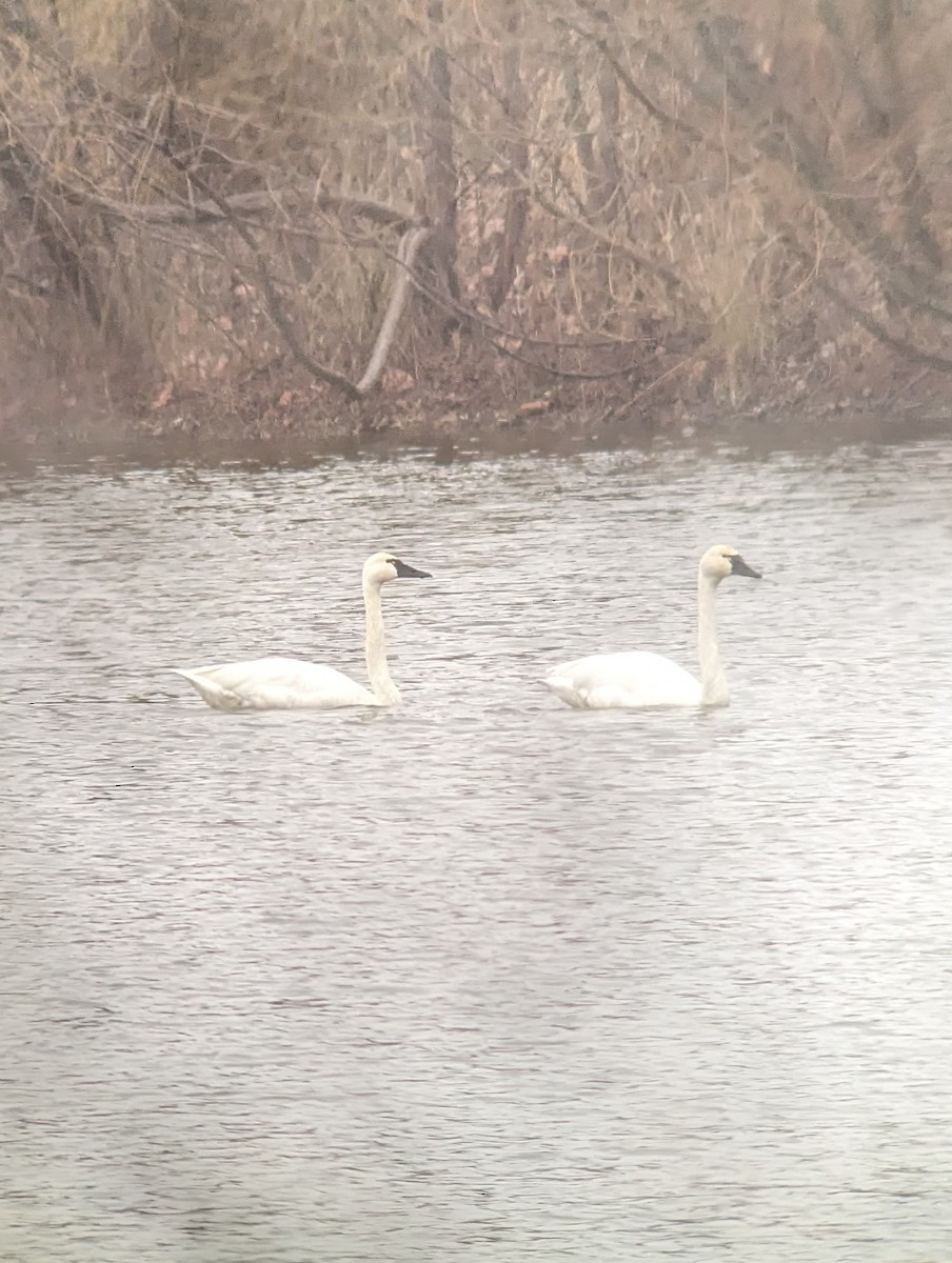 Cisne Chico - ML614098962