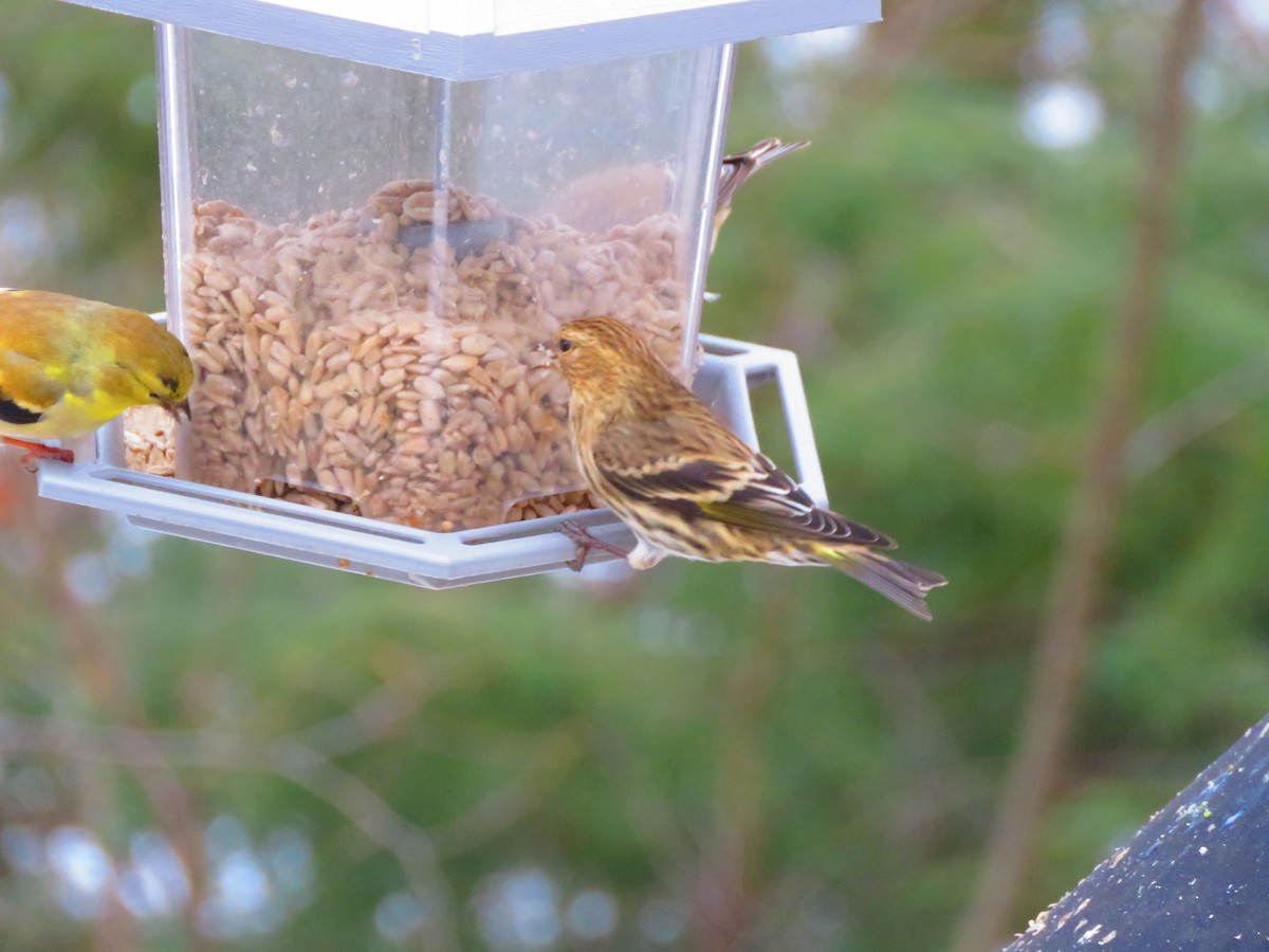 Pine Siskin - ML614098967