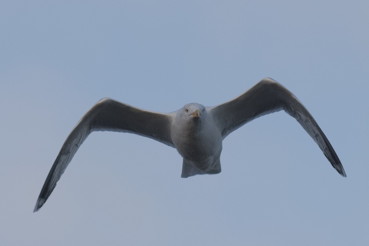 Gaviota Argéntea - ML614098987