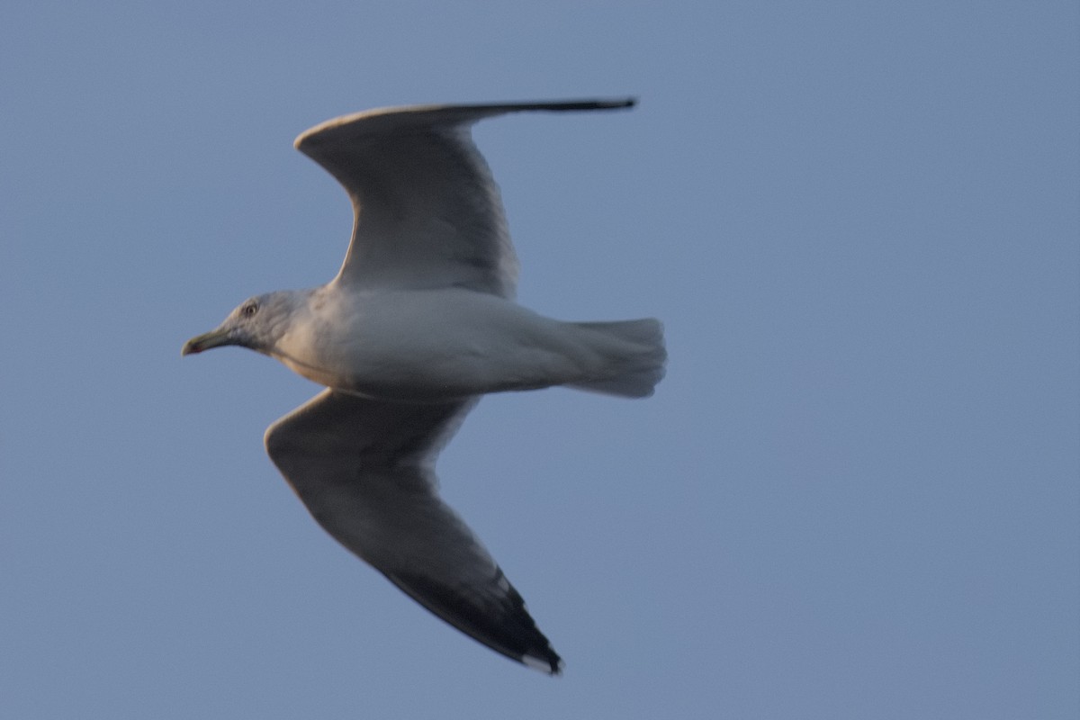 Herring Gull - Bruce Kerr