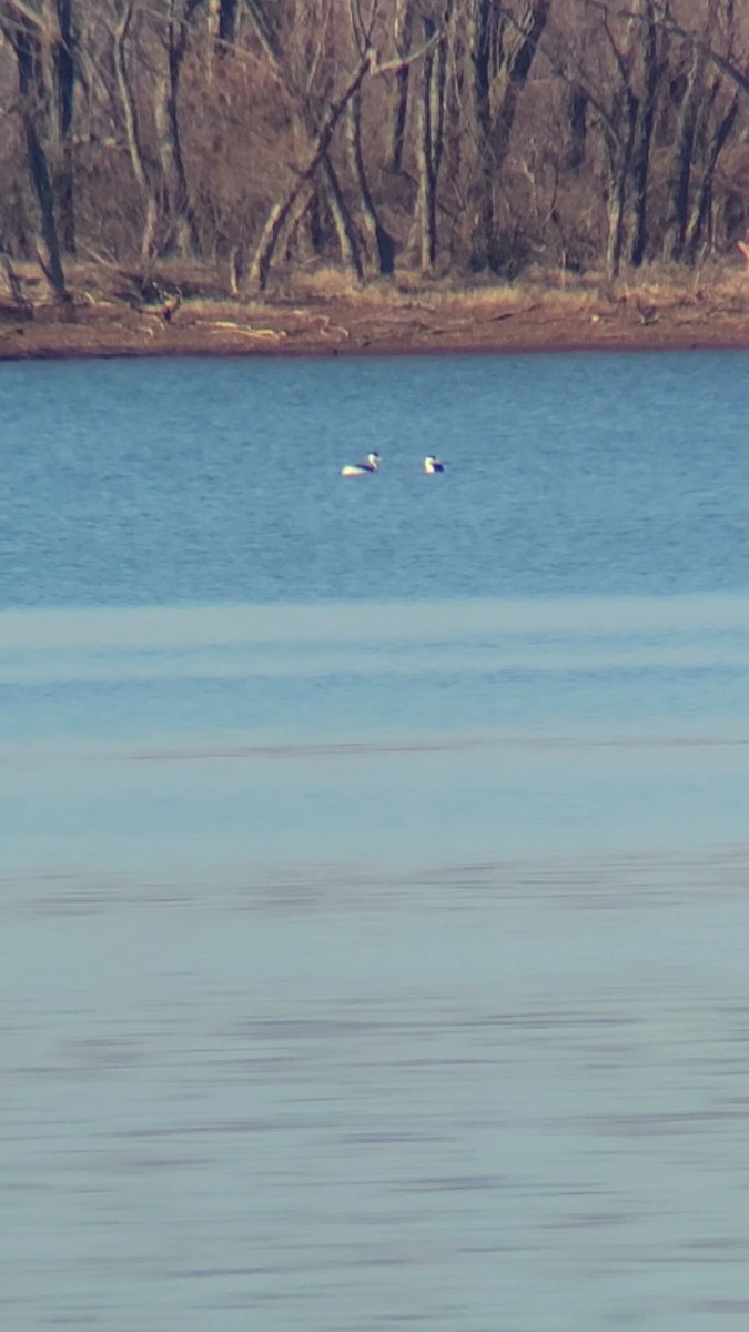 Western Grebe - ML614098998