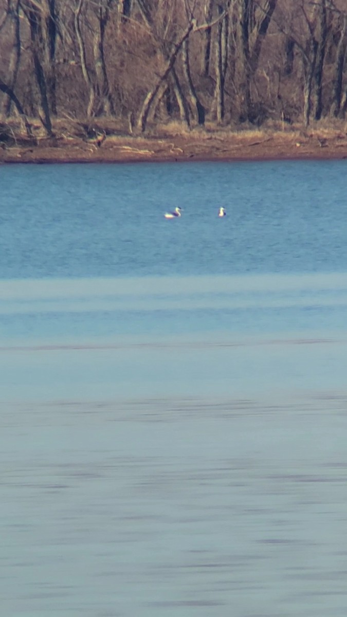 Western Grebe - ML614098999