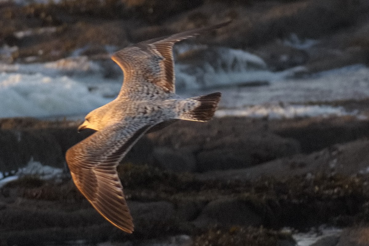 Herring Gull - ML614099023