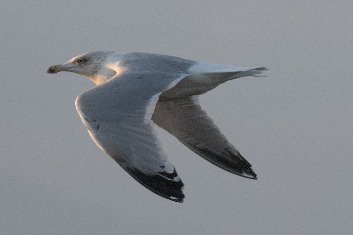 Herring Gull - ML614099037