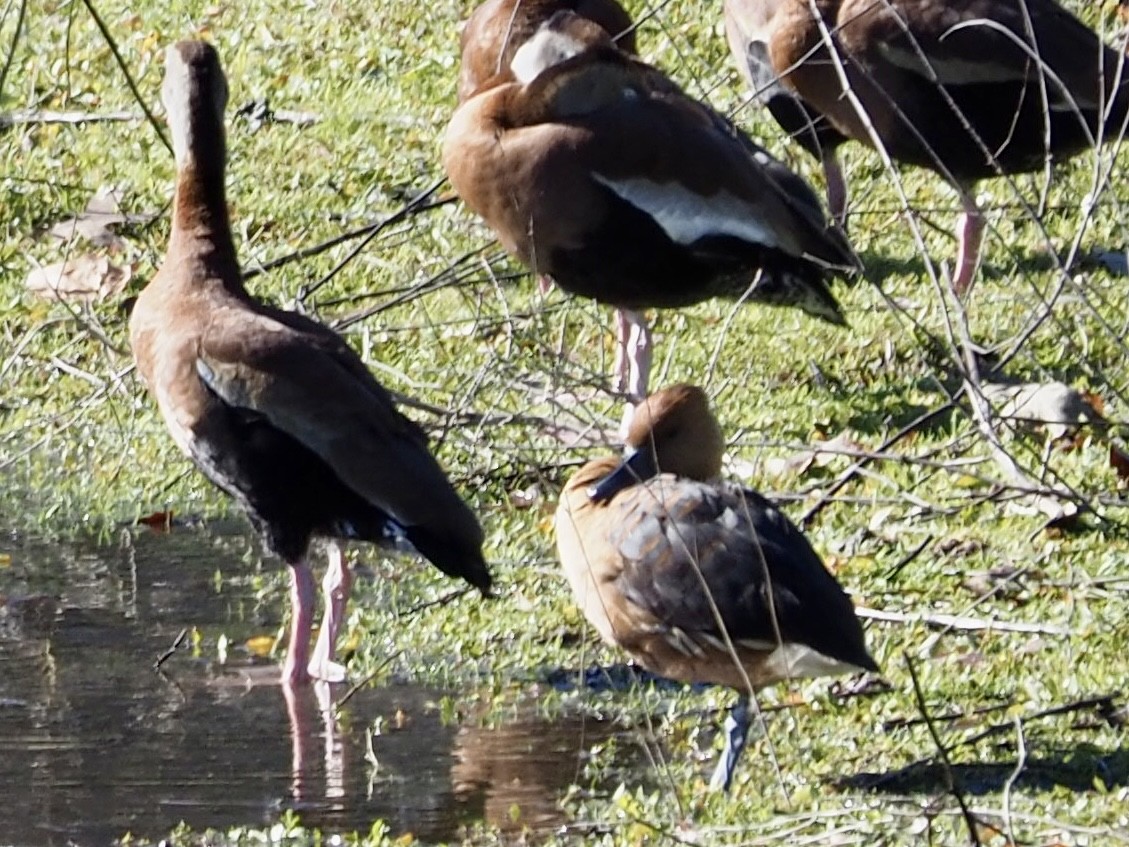 Fulvous Whistling-Duck - ML614099046