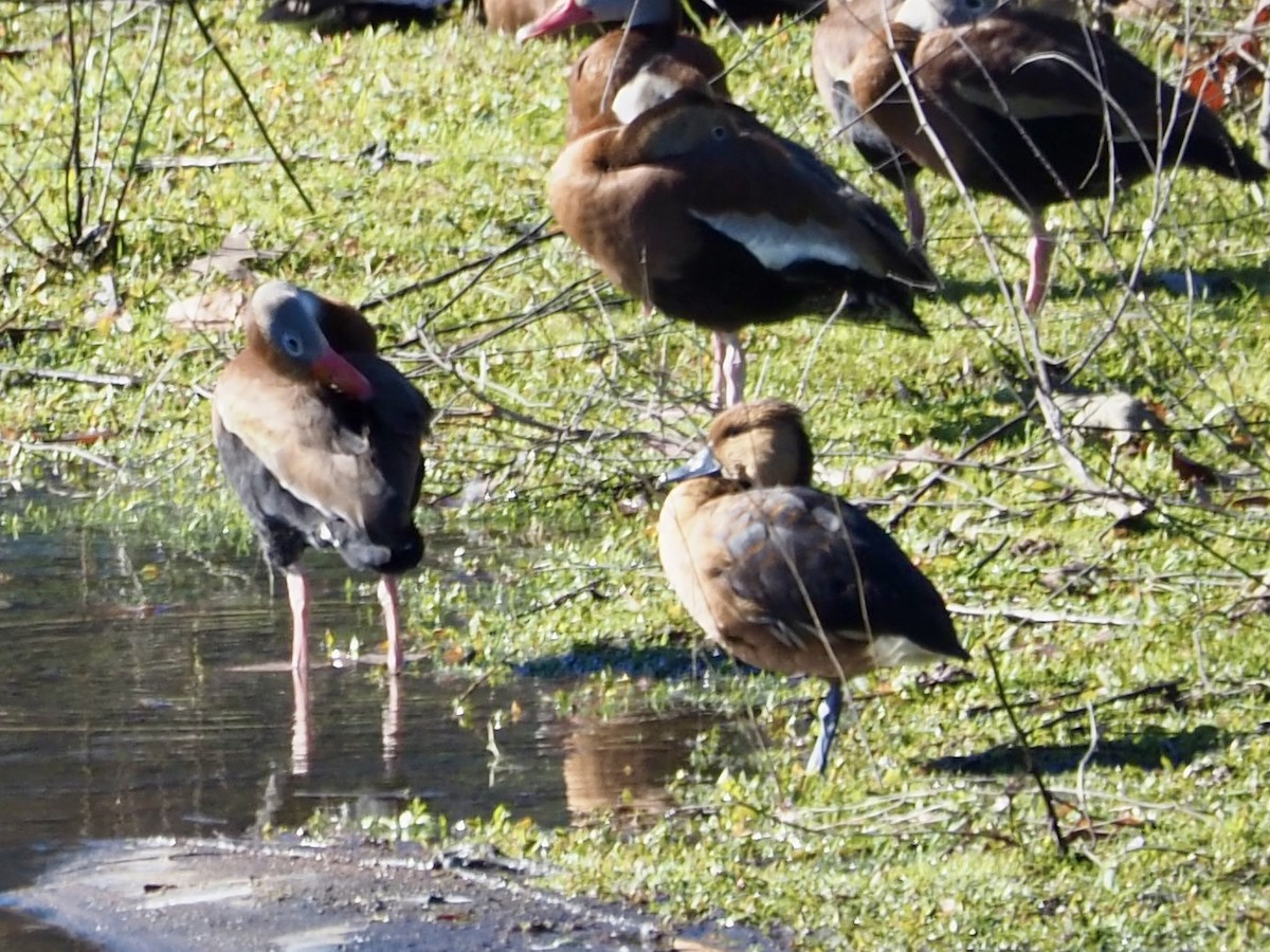 Fulvous Whistling-Duck - ML614099048