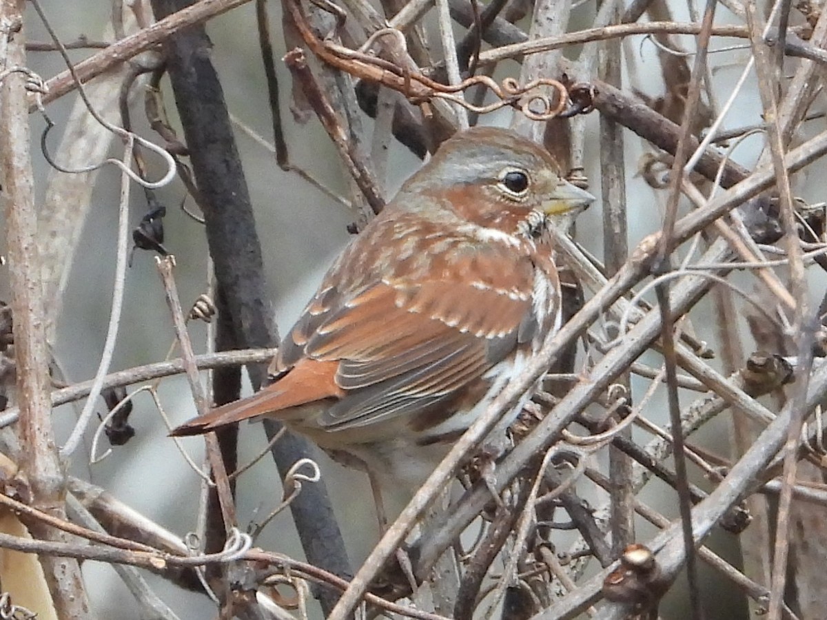 Fox Sparrow - ML614099065