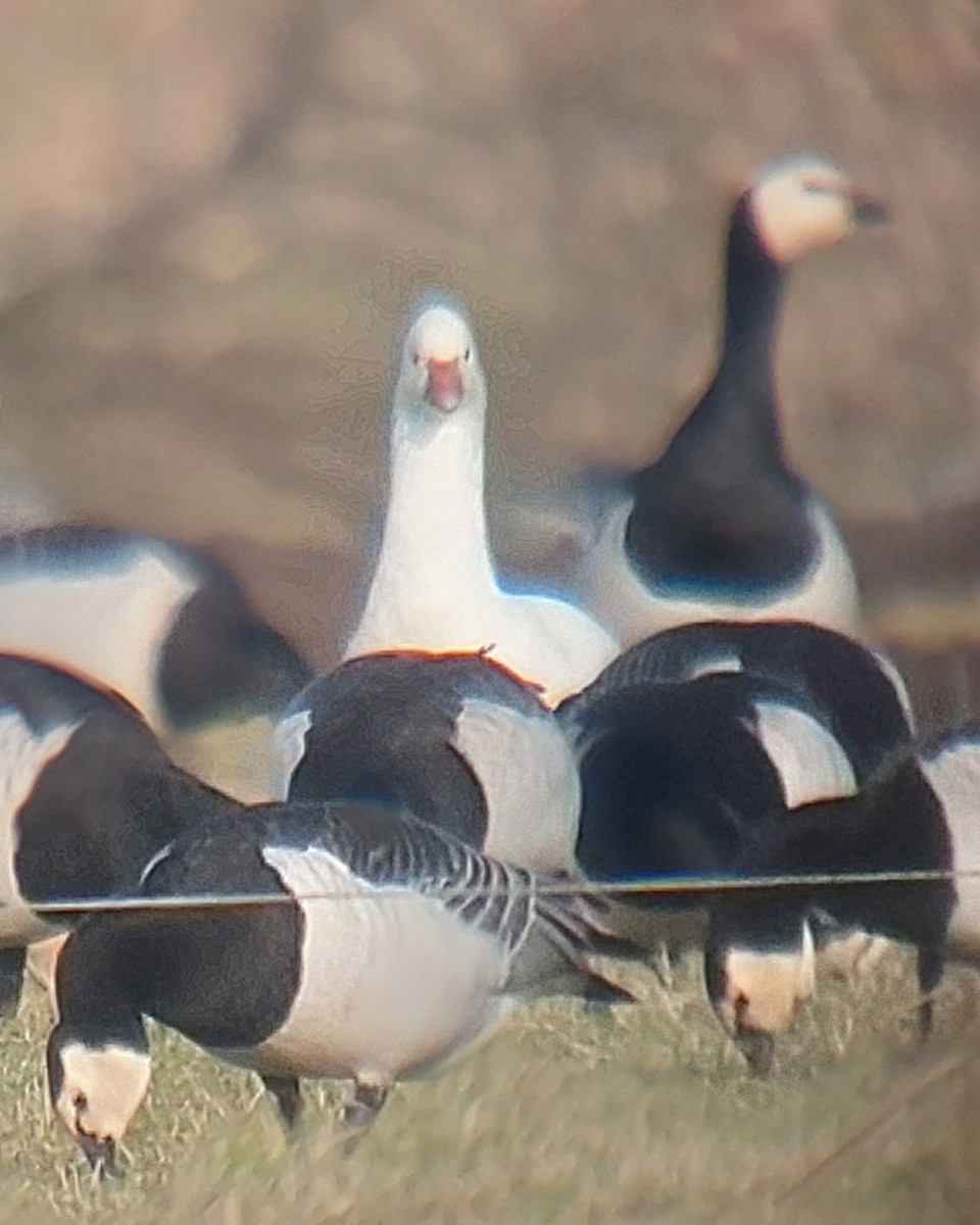 Ross's Goose - ML614099076