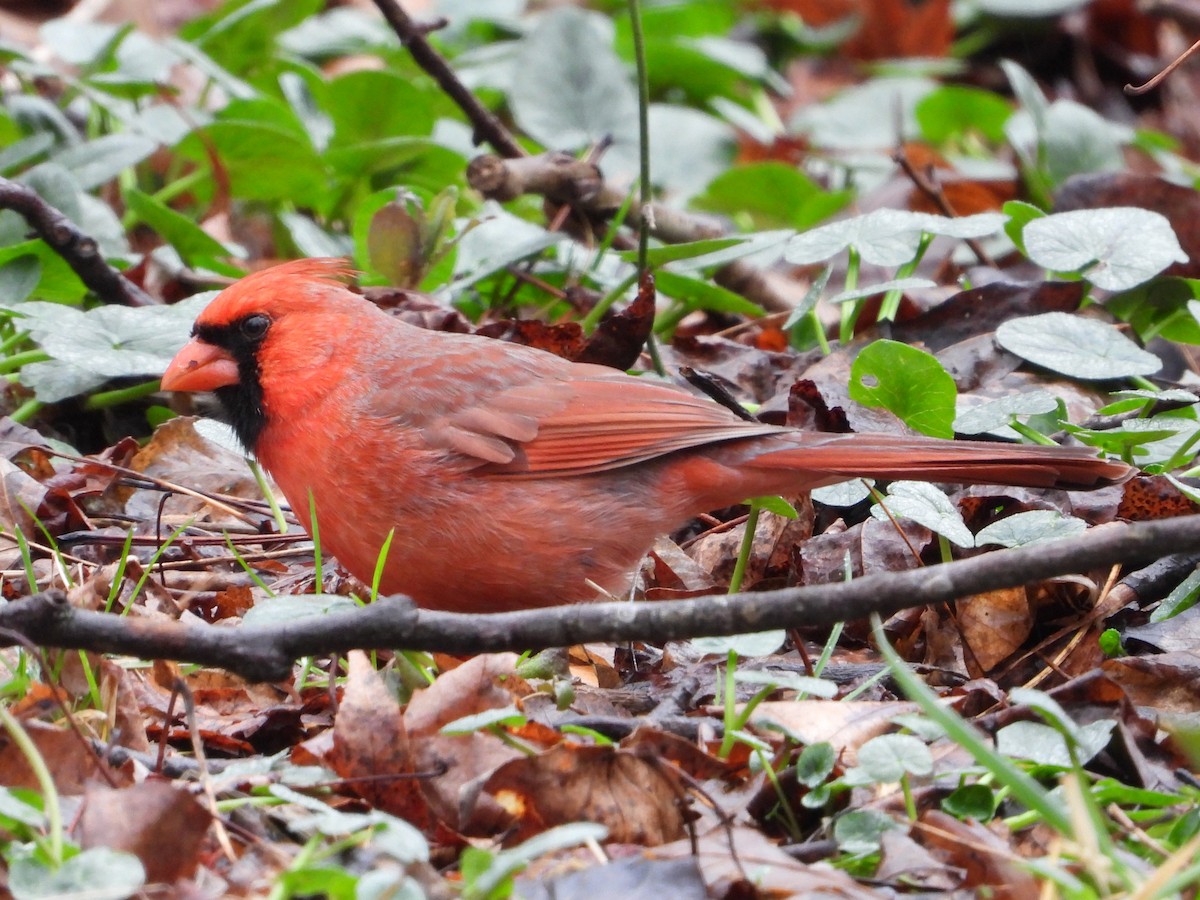 Northern Cardinal - ML614099089