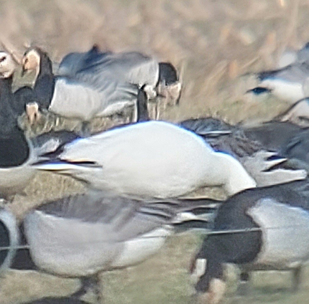 Ross's Goose - ML614099092