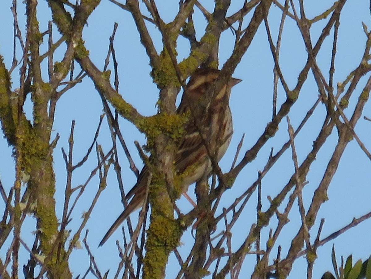 Rustic Bunting - ML614099096