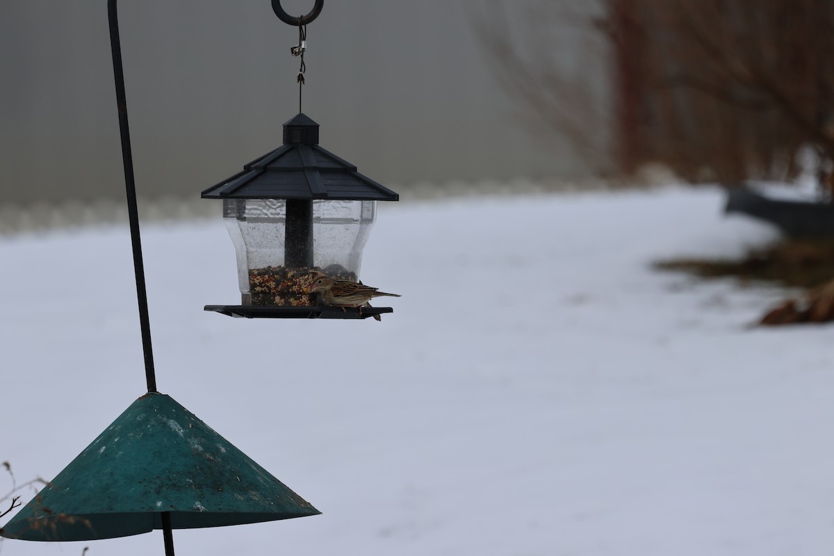 Dickcissel - ML614099160