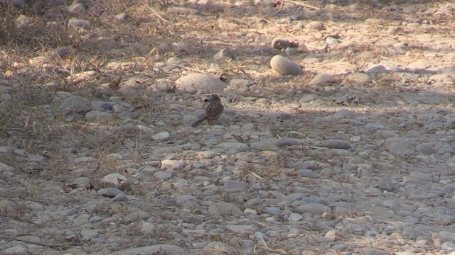 Rock Bunting - ML614099270