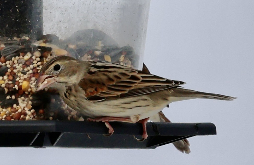 Dickcissel - Seth Benz