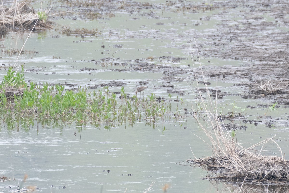 Hudsonian Godwit - ML614099381