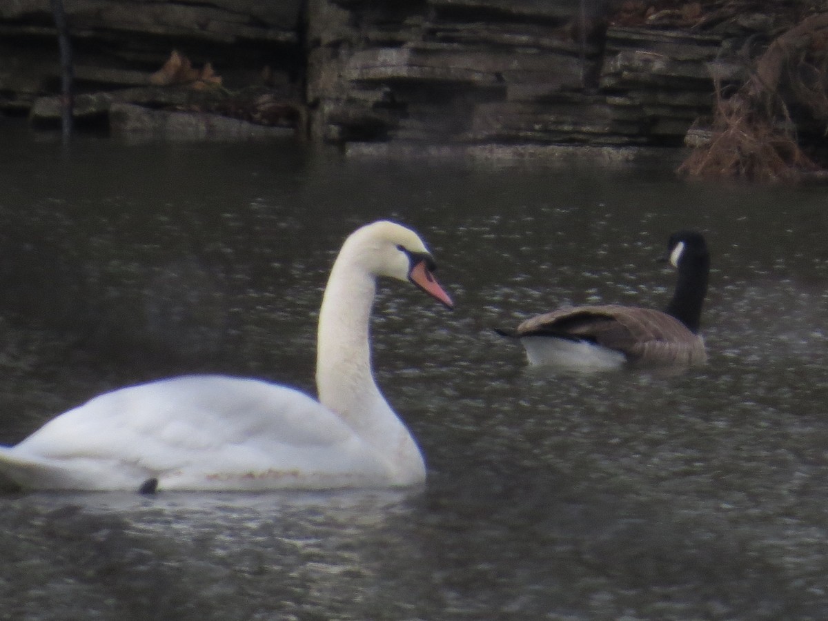 Cygne tuberculé - ML614099449
